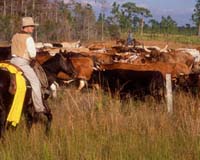 Grazing Animals Help Spread Plant Disease