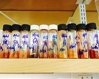 New class of catalysts for energy conversion