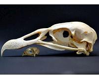 Birds of prey constrained in the beak evolution race