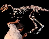 'Tiny' new T-Rex ancestor unearthed in China