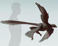 Non-aviary dinosaur flew with four wings