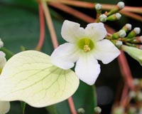 Rare flowering of Chinese tree in Belgium