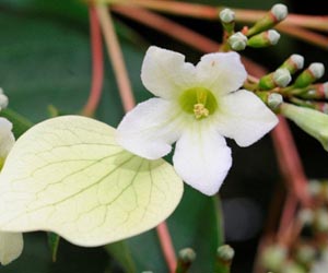 Plasticity Of Plants Helps Them Adapt To Climate Change