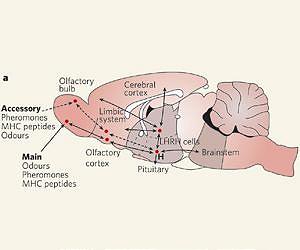 Brain prostheses create a sense of touch