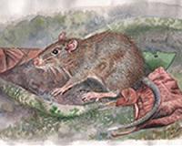 China's rat, cobra farmers feel coronavirus pain
