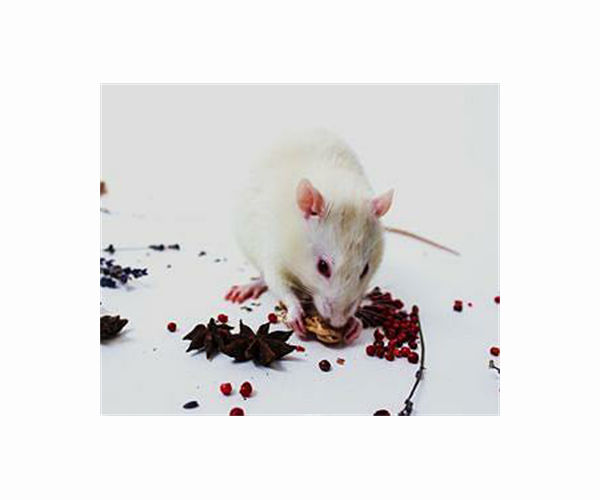 Much-maligned rats unlikely to spark next pandemic: study