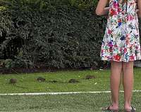 Paris rat catchers deployed to tackle rodent scourge