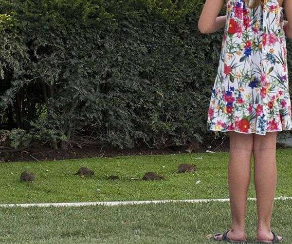 New York declares total war on prolific rat population
