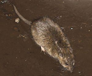 For New York rats, a question of sink or swim