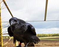 When two species become one: New study examines 'speciation reversal'