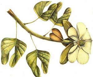 Researchers identify ancient ancestor of tulip tree line