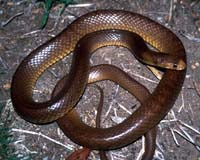 New Insights On The Evolution Of Snake Fangs