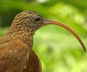 'Be different or die' does not drive evolution