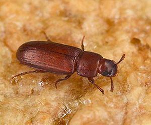 Female promiscuity can rescue populations from harmful effects of inbreeding