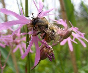 Heavy metal pollution causes severe declines in wild bees