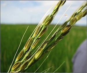 Seeing Rice With X-Rays May Improve Crop Yields