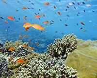 Egypt's rebounding tourism threatens Red Sea corals