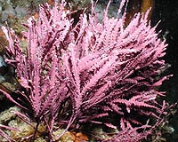 Revision Of Plant Evolution May Stem From Discovery Of Lignin In Seaweed