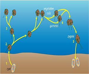 Researchers Report Potential for a Moderate New England Red Tide in 2012