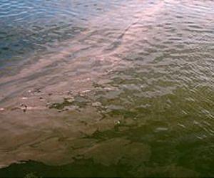 When hungry, Gulf of Mexico algae go toxic