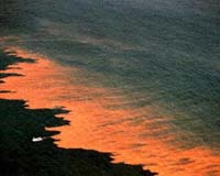 Scripps Oceanography Research Pegs ID Of Red Tide Killer