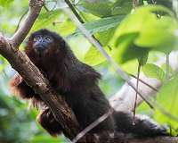 Primates of the Caribbean: Ancient DNA reveals history of mystery monkey
