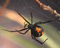 Cities help spiders grow bigger, multiply faster
