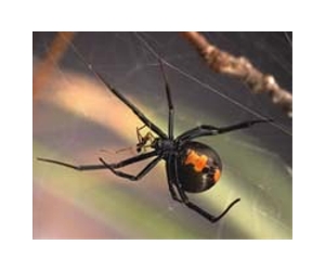 Australia's deadly redback spiders invade NZealand