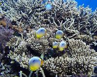 Recipe for saving coral reefs: Add more fish