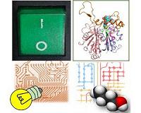 Discovery of the redox-switch of a key enzyme involved in n-butanol biosynthesis