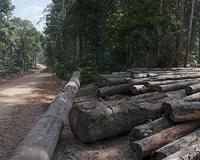 Forensic analysis of wood's chemical signatures could curb illegal logging