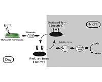 How do plants rest photosynthetic activity at night?