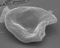 Fungus Hints That World's Forests Were Wiped Out In Global Catastrophe