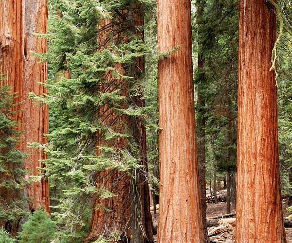 New study offers cautious hope about the resilience of redwoods