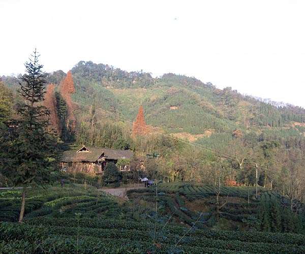 How can forests be reforested in a climate-friendly way