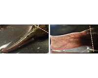 Regeneration science takes a leap forward