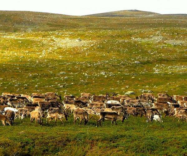 NASA Study Projects Greener Tundra by 2100