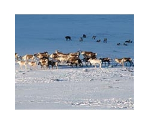 Warm winters distress reindeer herders in Russian Arctic