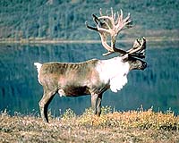 'Modern methods' pit reindeer herders against animal activists