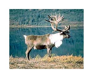 Reindeer see a weird and wonderful world of ultraviolet light