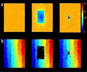 New theory of synapse formation in the brain