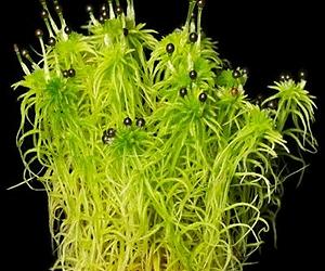 How Early Plant Life Overcame An Evolutionary Hurdle