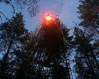 A late-night disco in the forest reveals tree performance