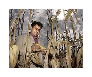 Growing Drought-Tolerant Crops Inching Forward
