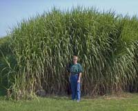 EU parliament calls for more research into impact of biofuels