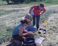 Organic cover crop methods examined for weed control