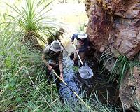 Twenty new freshwater fish species uncovered in Australia