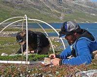 Plant gases can counteract Arctic climate change