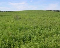 In Search Of Wildlife-Friendly Biofuels