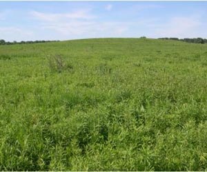 To celebrate prairie landscapes, research says to take an aesthetic approach